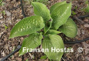 Hosta Chanticleer