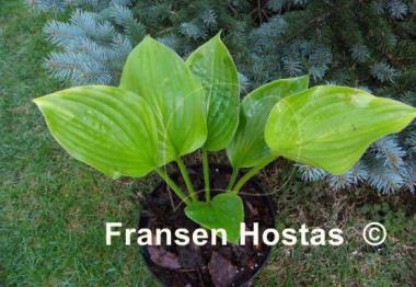 Hosta Chanticleer