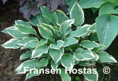 Hosta Chantilly Lace