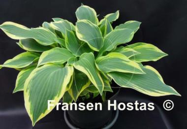 Hosta Chantilly Lace