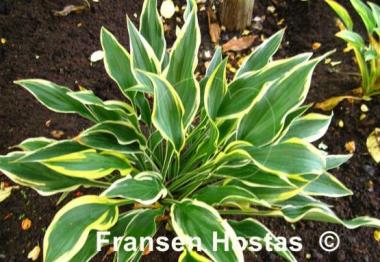 Hosta Chantilly Lace