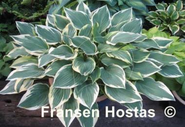 Hosta Chantilly Lace