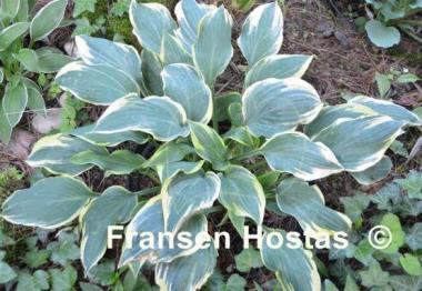 Hosta Chantilly Lace