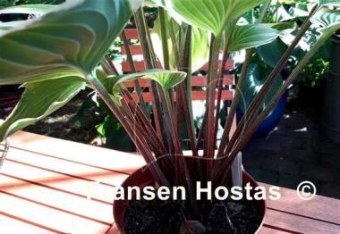 Hosta Chariot of Fire