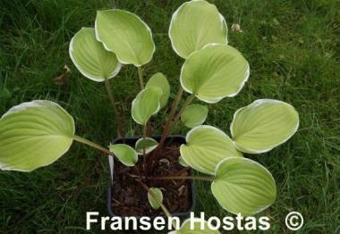 Hosta Chariots of Fire