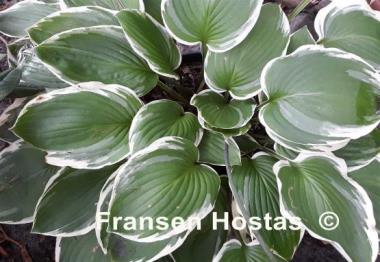 Hosta Chariots of Fire