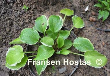 Hosta Chariots of Fire