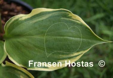 Hosta Charity
