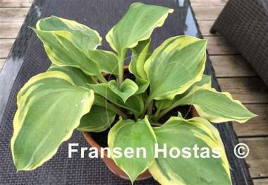 Hosta Charity