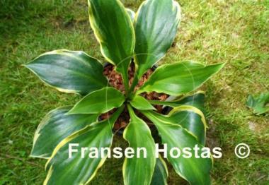 Hosta Charity