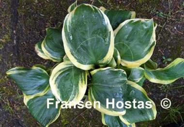Hosta Charity