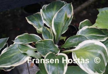 Hosta Charity