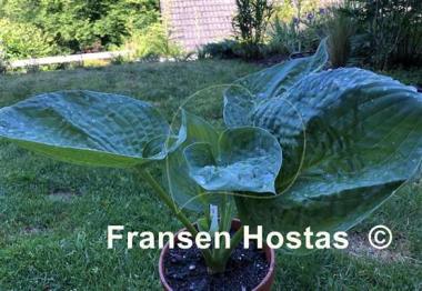 Hosta Charlie Jane