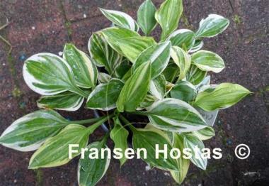 Hosta Charlotte's Web