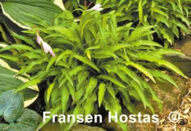 Hosta Chartreuse Wiggles
