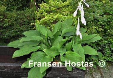 Hosta Chartreuse