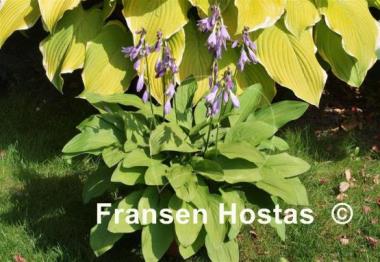 Hosta Chartreuse