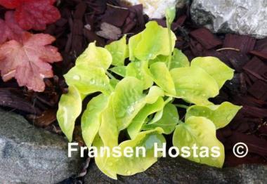 Hosta Cheatin Heart