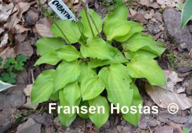 Hosta Cheatin Heart