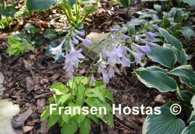 Hosta Cheatin Heart