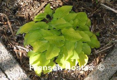 Hosta Cheatin Heart