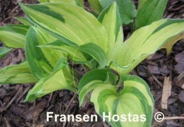 Hosta Chelsea Babe