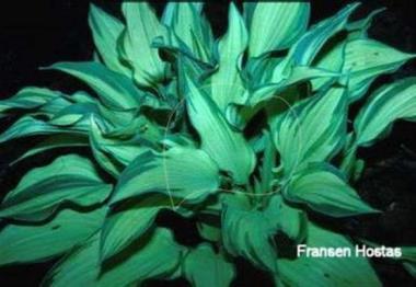 Hosta Chelsea Babe