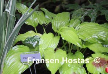 Hosta Chelsea Ore