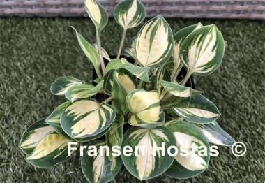 Hosta Cherish