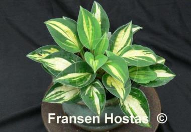 Hosta Cherish