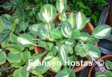 Hosta Cherish