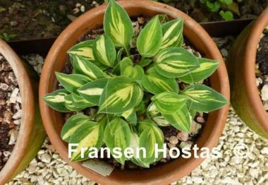 Hosta Cherish