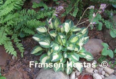 Hosta Cherish