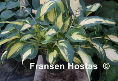 Hosta Cherokee