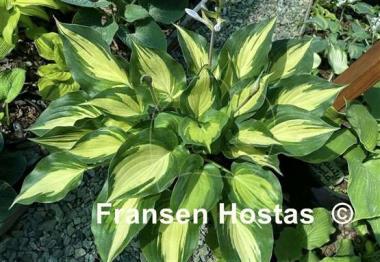 Hosta Cherokee