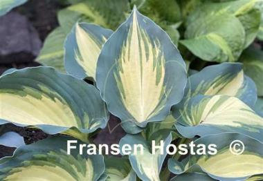 Hosta Cherokee