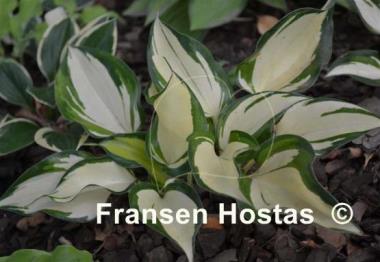 Hosta Cherokee