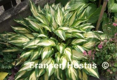 Hosta Cherry Berry