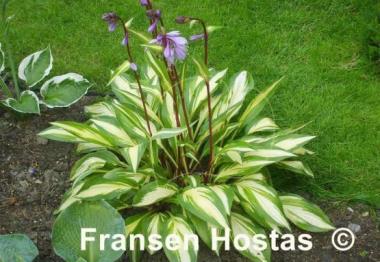 Hosta Cherry Berry