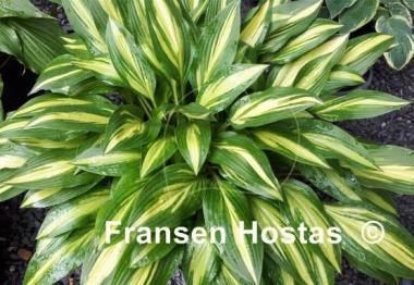 Hosta Cherry Berry