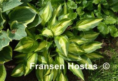 Hosta Cherry Berry
