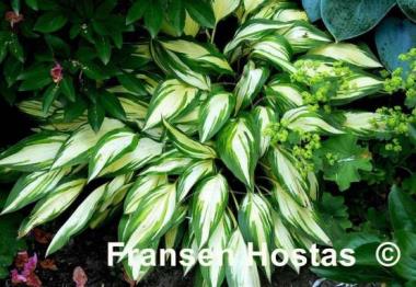 Hosta Cherry Berry