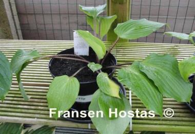 Hosta Cherry Flip