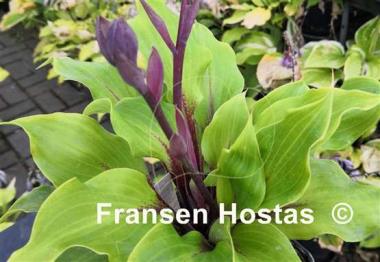 Hosta Cherry Red