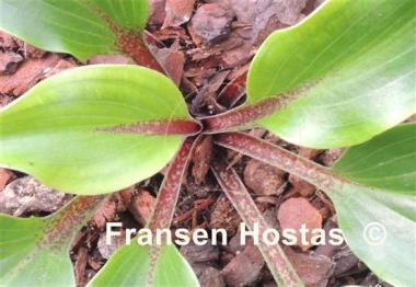 Hosta Cherry Red