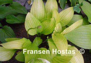 Hosta Cherry Tart