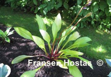 Hosta Cherry Tart