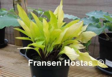 Hosta Cherry Tart