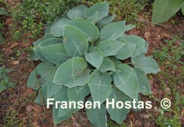 Hosta Chesapeake Bay