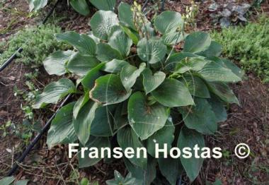 Hosta Chesapeake Bay
